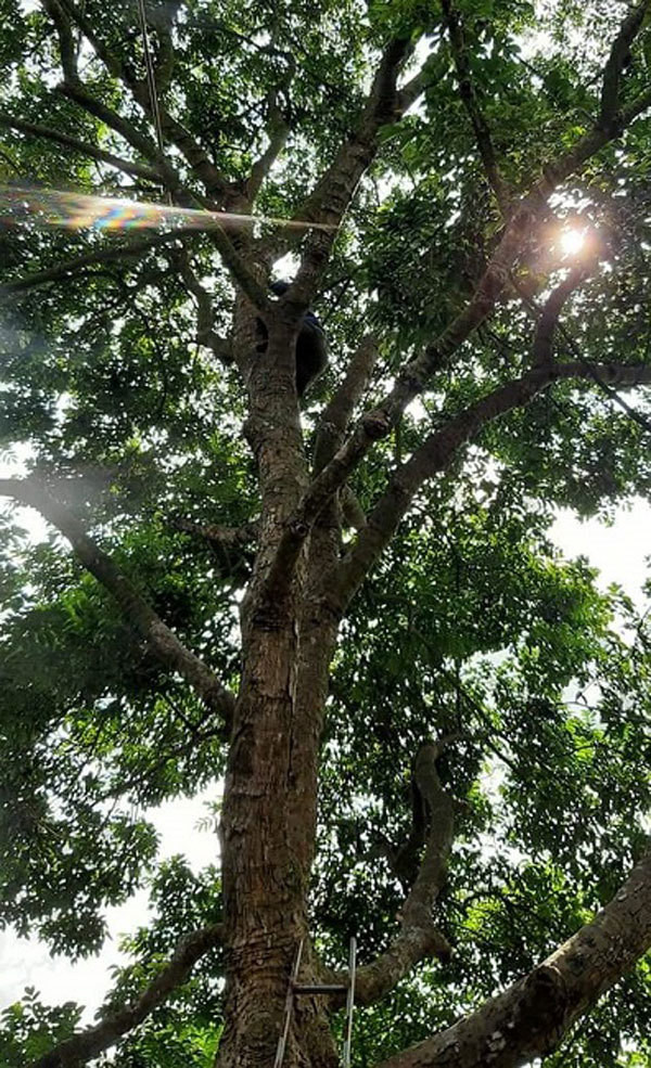 Ngỡ ngàng loại quả rụng đầy vườn thành đặc sản đắt hơn thịt - Hình 4 Ngo ngang loai qua rung day vuon thanh dac san dat hon thit-Hinh-4
