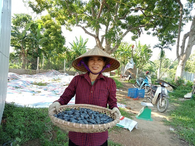 Ngỡ ngàng loại quả rụng đầy vườn thành đặc sản đắt hơn thịt - Hình 6 Ngo ngang loai qua rung day vuon thanh dac san dat hon thit-Hinh-6