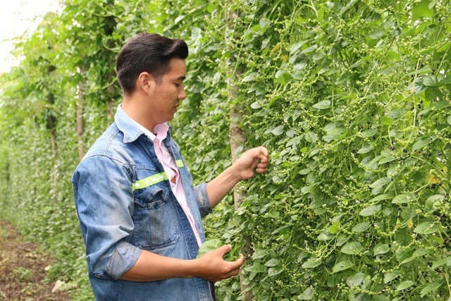 Lạ: Trồng ngô không lấy hạt, mồng tơi không thu lá - Hình 2 La: Trong ngo khong lay hat, mong toi khong thu la-Hinh-2
