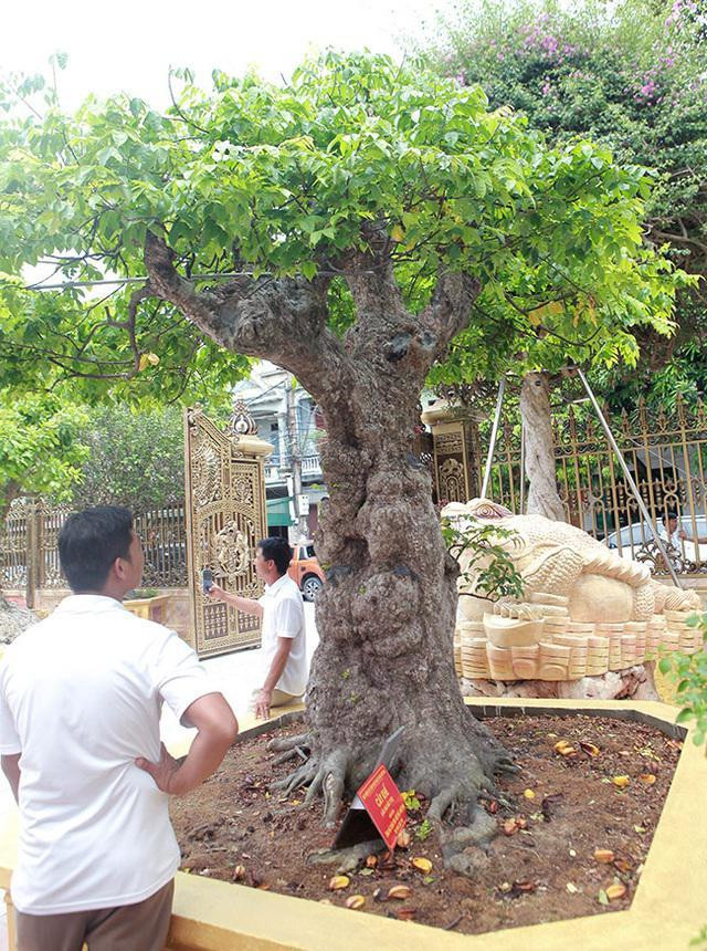 Lạ: Trồng ngô không lấy hạt, mồng tơi không thu lá - Hình 4 La: Trong ngo khong lay hat, mong toi khong thu la-Hinh-4