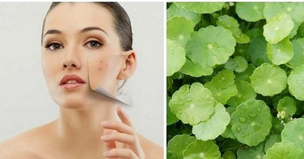 Rau má: Cực tốt và cực độc, biết mà tránh khi ăn kẻo mang họa vào thân - Hình 2 Rau ma: Cuc tot va cuc doc, biet ma tranh khi an keo mang hoa vao than-Hinh-2