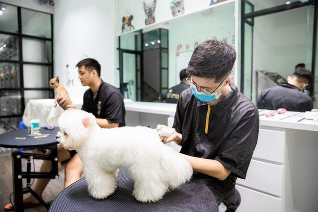 Dịch vụ đón thú cưng đi tắm, giải khuây cho chó mèo 'đắt hàng' mùa dịch - Hình 2 Dich vu don thu cung di tam, giai khuay cho cho meo 'dat hang' mua dich-Hinh-2