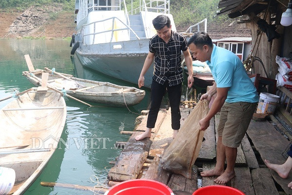 Thu 300 triệu/năm nhờ nuôi loài cá từng tiến vua ở hồ sông Đà - Hình 4 Thu 300 trieu/nam nho nuoi loai ca tung tien vua o ho song Da-Hinh-4