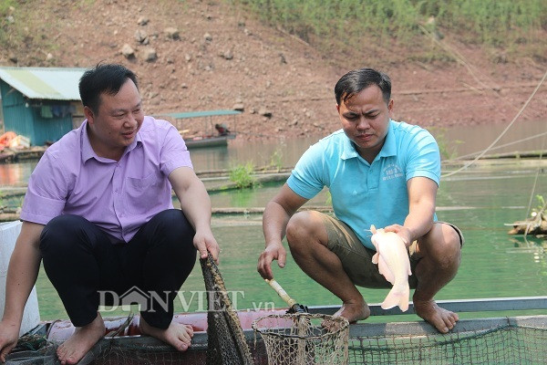 Thu 300 triệu/năm nhờ nuôi loài cá từng tiến vua ở hồ sông Đà - Hình 3 Thu 300 trieu/nam nho nuoi loai ca tung tien vua o ho song Da-Hinh-3
