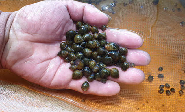 Chàng Robinson giữa ốc đảo, cách làm giàu 'độc' nhất tỉnh Thái Bình - Hình 5 Chang Robinson giua oc dao, cach lam giau 'doc' nhat tinh Thai Binh-Hinh-5
