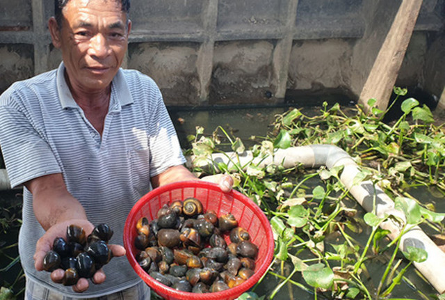 Chàng Robinson giữa ốc đảo, cách làm giàu 'độc' nhất tỉnh Thái Bình Chang Robinson giua oc dao, cach lam giau 'doc' nhat tinh Thai Binh