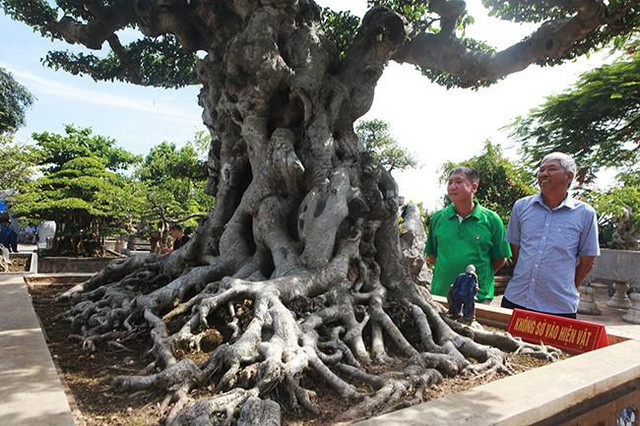 Anh bán hàng rong chi 16 tỷ mua cây sanh Tiên lão giáng trần - Hình 3 Anh ban hang rong chi 16 ty mua cay sanh Tien lao giang tran-Hinh-3