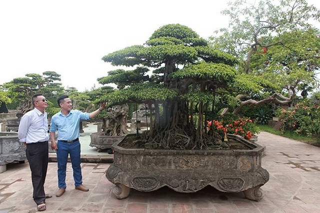 Anh bán hàng rong chi 16 tỷ mua cây sanh Tiên lão giáng trần - Hình 6 Anh ban hang rong chi 16 ty mua cay sanh Tien lao giang tran-Hinh-6