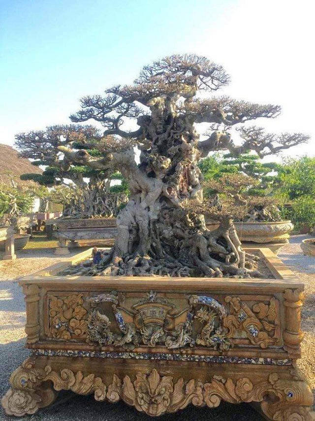Anh bán hàng rong chi 16 tỷ mua cây sanh Tiên lão giáng trần - Hình 2 Anh ban hang rong chi 16 ty mua cay sanh Tien lao giang tran-Hinh-2