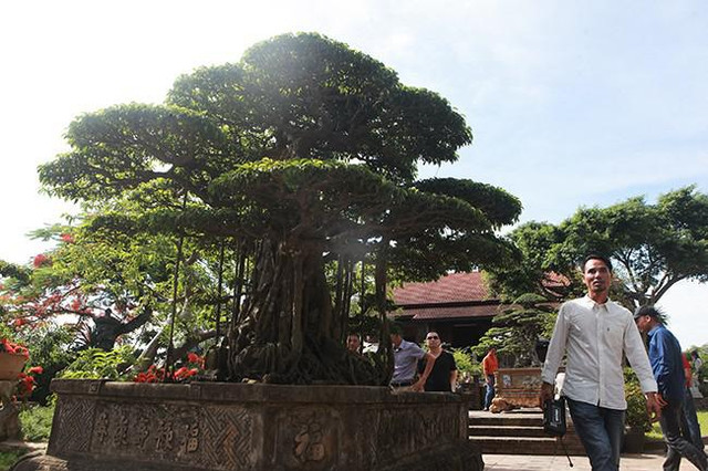 Anh bán hàng rong chi 16 tỷ mua cây sanh Tiên lão giáng trần - Hình 7 Anh ban hang rong chi 16 ty mua cay sanh Tien lao giang tran-Hinh-7