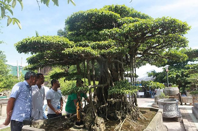 Anh bán hàng rong chi 16 tỷ mua cây sanh Tiên lão giáng trần - Hình 5 Anh ban hang rong chi 16 ty mua cay sanh Tien lao giang tran-Hinh-5