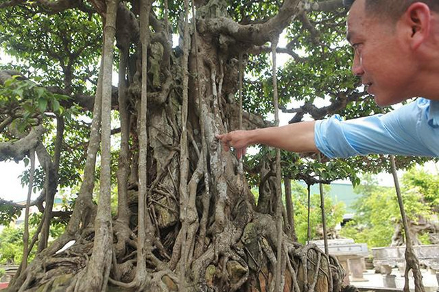 Anh bán hàng rong chi 16 tỷ mua cây sanh Tiên lão giáng trần - Hình 8 Anh ban hang rong chi 16 ty mua cay sanh Tien lao giang tran-Hinh-8