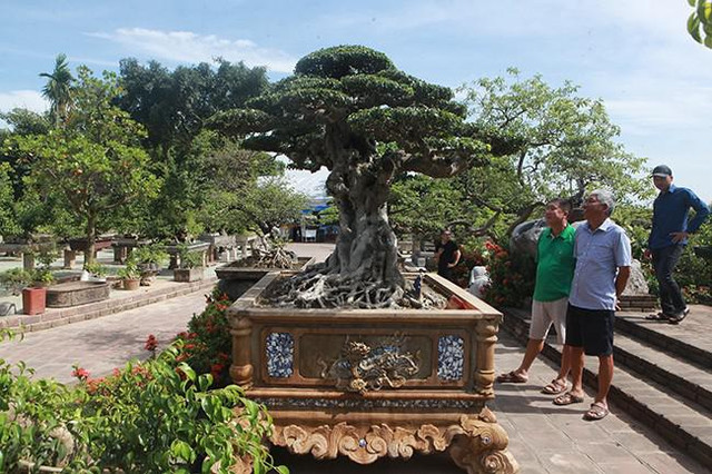 Anh bán hàng rong chi 16 tỷ mua cây sanh Tiên lão giáng trần - Hình 9 Anh ban hang rong chi 16 ty mua cay sanh Tien lao giang tran-Hinh-9