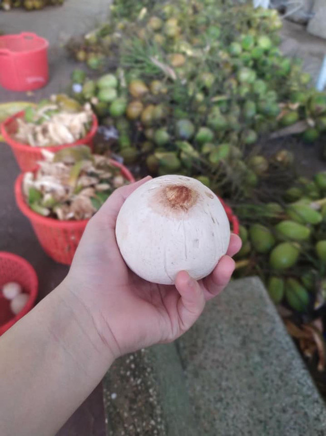 Sầu riêng, dừa... tí hon 'gây sốt', người bán lãi tiền triệu mỗi ngày Sau rieng, dua... ti hon 'gay sot', nguoi ban lai tien trieu moi ngay