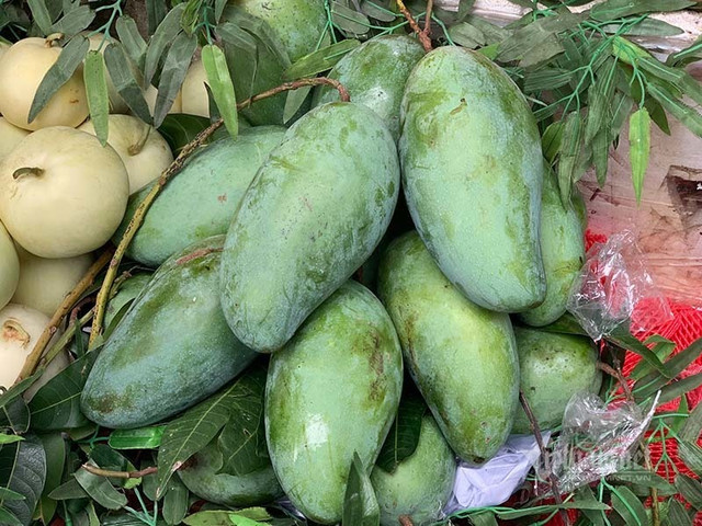 Xoài khổng lồ xuất hiện tràn khắp chợ Hà Nội - Hình 7 Xoai khong lo xuat hien tran khap cho Ha Noi-Hinh-7