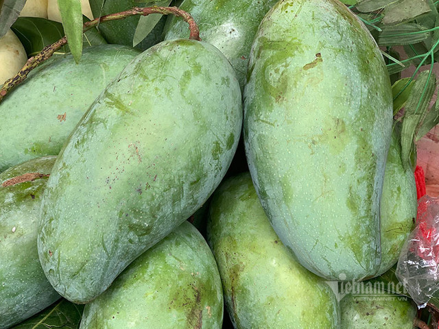 Xoài khổng lồ xuất hiện tràn khắp chợ Hà Nội Xoai khong lo xuat hien tran khap cho Ha Noi