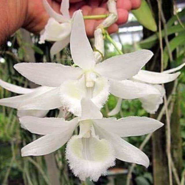 Vỡ trận lan phi điệp: Người tán gia bại sản, kẻ ôm trăm tỷ biến mất Vo tran lan phi diep: Nguoi tan gia bai san, ke om tram ty bien mat