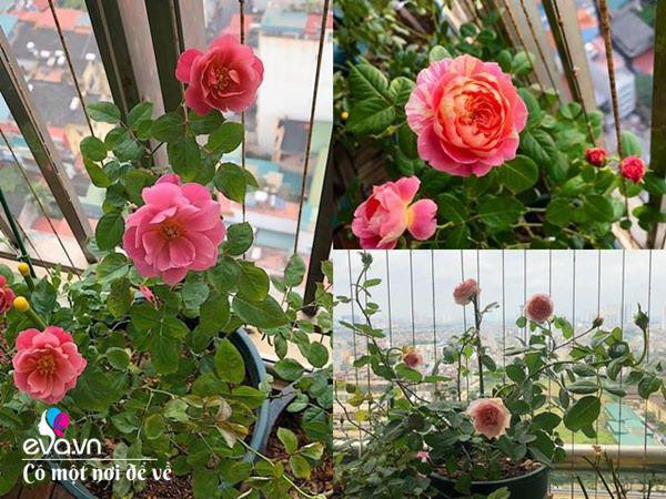 Biến ban công 3m² thành vườn hồng - Hình 6 Bien ban cong 3m² thanh vuon hong-Hinh-6