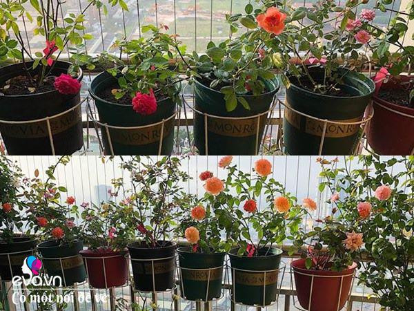 Biến ban công 3m² thành vườn hồng - Hình 13 Bien ban cong 3m² thanh vuon hong-Hinh-13