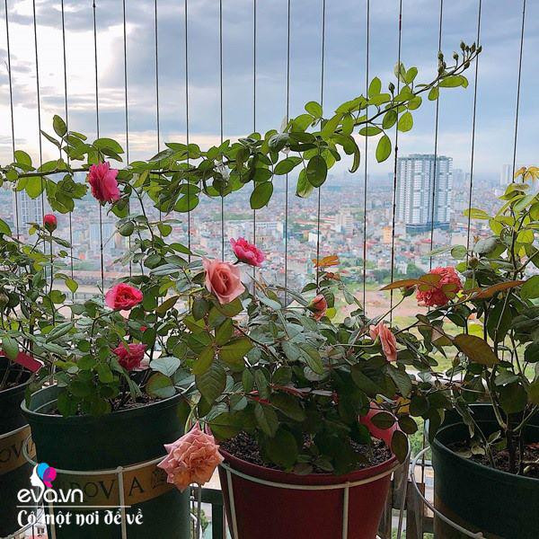 Biến ban công 3m² thành vườn hồng - Hình 10 Bien ban cong 3m² thanh vuon hong-Hinh-10