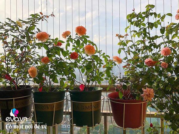 Biến ban công 3m² thành vườn hồng - Hình 3 Bien ban cong 3m² thanh vuon hong-Hinh-3
