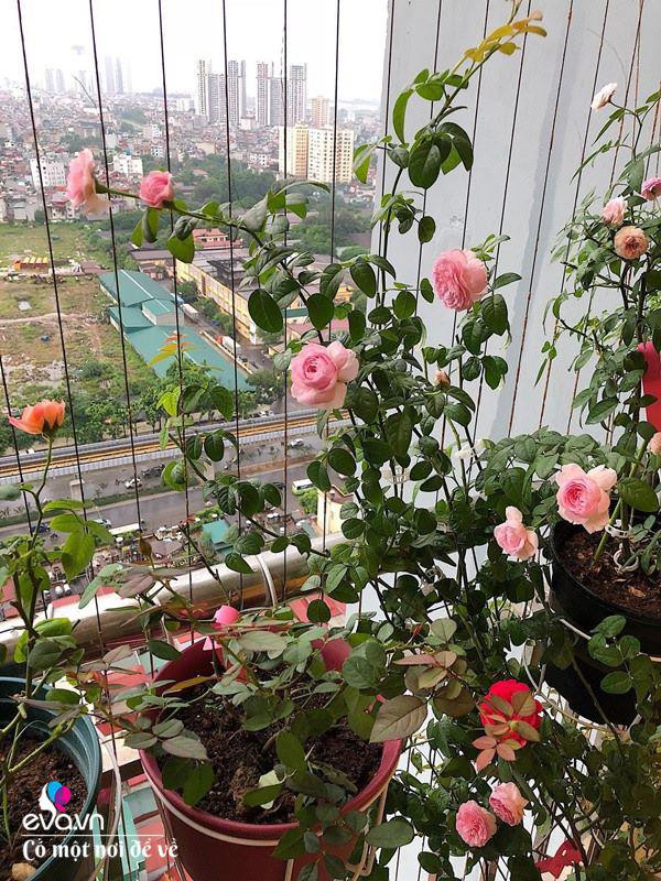 Biến ban công 3m² thành vườn hồng - Hình 8 Bien ban cong 3m² thanh vuon hong-Hinh-8