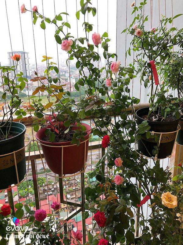 Biến ban công 3m² thành vườn hồng - Hình 5 Bien ban cong 3m² thanh vuon hong-Hinh-5