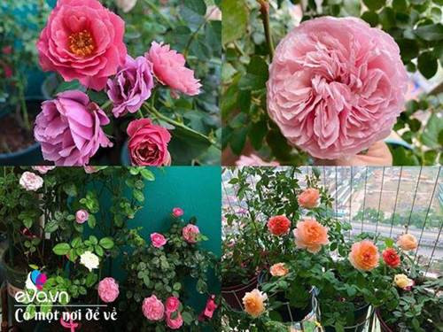 Biến ban công 3m² thành vườn hồng - Hình 2 Bien ban cong 3m² thanh vuon hong-Hinh-2