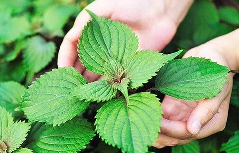 Đồ bỏ đi ở Việt Nam bất ngờ 'đắt như vàng' ở nước ngoài - Hình 3 Do bo di o Viet Nam bat ngo 'dat nhu vang' o nuoc ngoai-Hinh-3