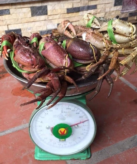 Đặc sản núi 'ngon hơn cua biển, rẻ hơn cua đồng', dân buôn hốt bạc - Hình 3 Dac san nui 'ngon hon cua bien, re hon cua dong', dan buon hot bac-Hinh-3