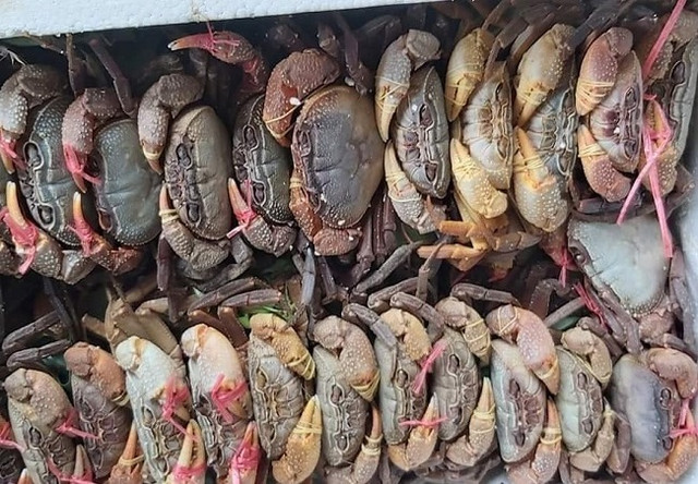 Đặc sản núi 'ngon hơn cua biển, rẻ hơn cua đồng', dân buôn hốt bạc - Hình 4 Dac san nui 'ngon hon cua bien, re hon cua dong', dan buon hot bac-Hinh-4