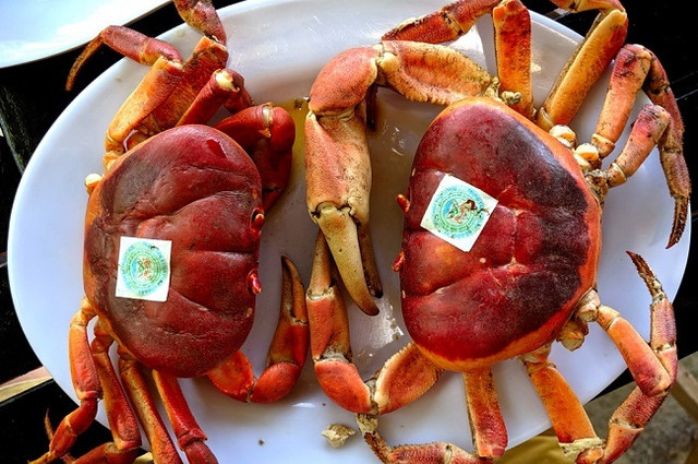 Loại cua mùi thuốc bắc, đắt hơn cua huỳnh đế - Hình 3 Loai cua mui thuoc bac, dat hon cua huynh de-Hinh-3