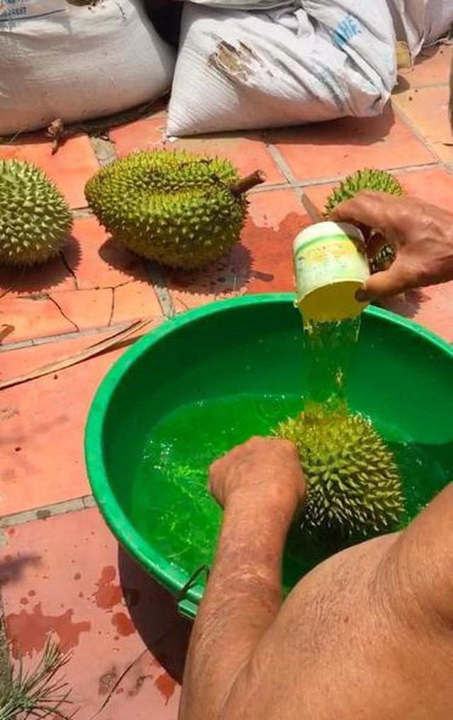 Nhận biết sầu riêng chín tự nhiên chỉ cần ấn vào cuống Nhan biet sau rieng chin tu nhien chi can an vao cuong