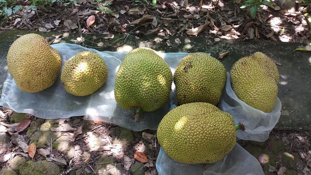 Mít ruột đỏ múi to dày, thơm ngọt 120.000 đồng/kg vẫn hút khách - Hình 2 Mit ruot do mui to day, thom ngot 120.000 dong/kg van hut khach-Hinh-2