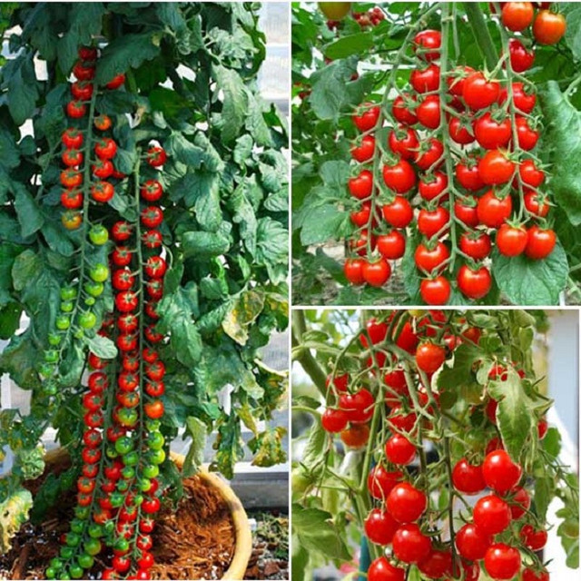 Dở khóc dở cười cà chua chuỗi ngọc biến hình thành rau đay - Hình 2 Do khoc do cuoi ca chua chuoi ngoc bien hinh thanh rau day-Hinh-2