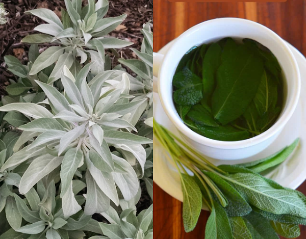 4 loại lá càng dùng cơ thể càng thơm ngát: Không cần nước hoa - Hình 2 4 loai la cang dung co the cang thom ngat: Khong can nuoc hoa-Hinh-2