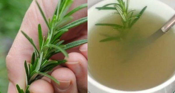 4 loại lá càng dùng cơ thể càng thơm ngát: Không cần nước hoa 4 loai la cang dung co the cang thom ngat: Khong can nuoc hoa