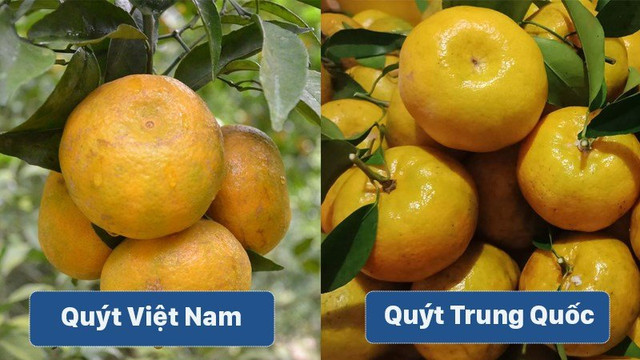 5 loại trái cây Trung Quốc đang được bán tràn lan ở chợ Việt 5 loai trai cay Trung Quoc dang duoc ban tran lan o cho Viet