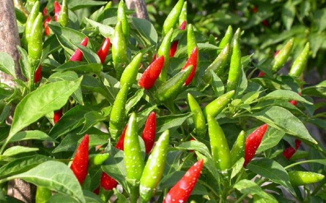 Loại quả có khắp vườn nhà nông Việt, ở chỗ này rao bán 670.000 đồng/kg - Hình 4 Loai qua co khap vuon nha nong Viet, o cho nay rao ban 670.000 dong/kg-Hinh-4