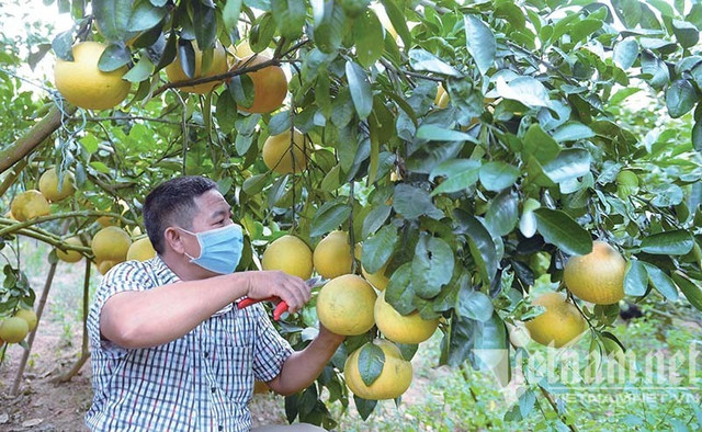 Đã sẵn 400 ngàn tấn cam bưởi, lợn gà...Tết ấm đang về - Hình 2 Da san 400 ngan tan cam buoi, lon ga...Tet am dang ve-Hinh-2