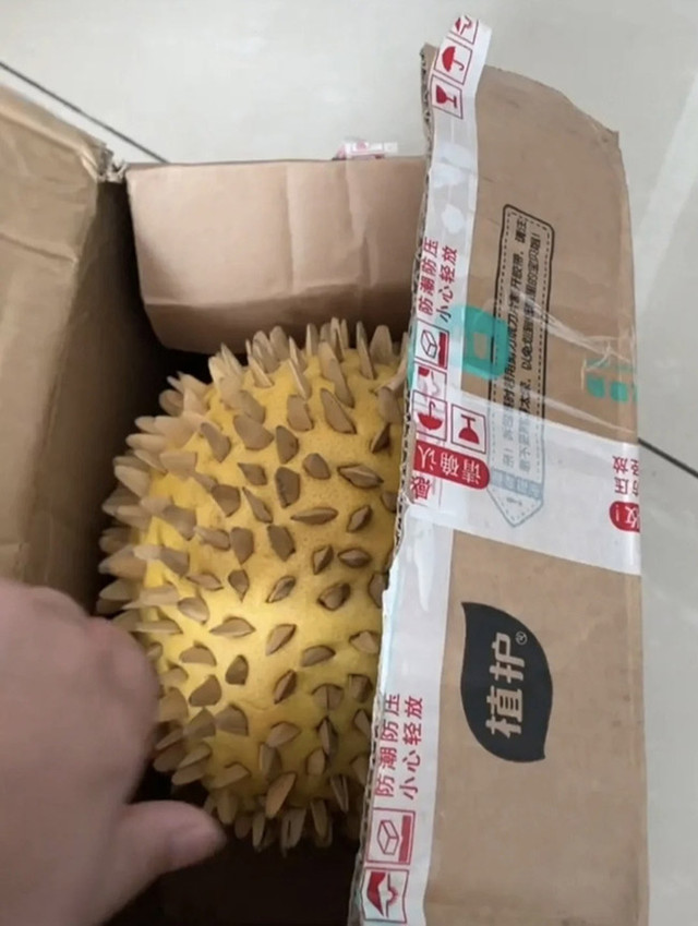 Đặt quả sầu riêng giá rẻ trên mạng, khách sốc nặng với thứ bên trong Dat qua sau rieng gia re tren mang, khach soc nang voi thu ben trong