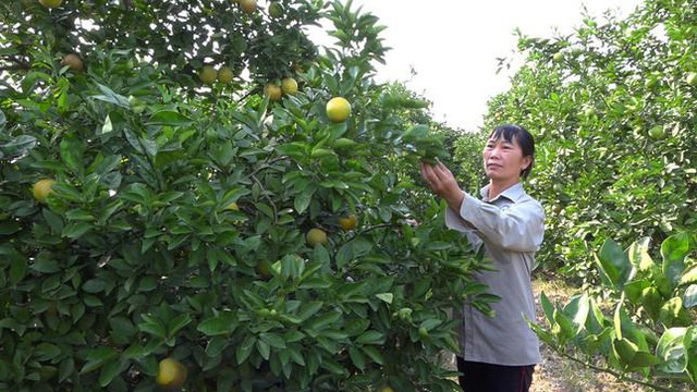 Xuất hiện cam trái vụ bán chạy hơn cam Vinh, Cao Phong dịp Tết Nguyên đán - Hình 2 Xuat hien cam trai vu ban chay hon cam Vinh, Cao Phong dip Tet Nguyen dan-Hinh-2