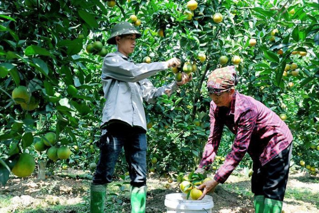 Xuất hiện cam trái vụ bán chạy hơn cam Vinh, Cao Phong dịp Tết Nguyên đán Xuat hien cam trai vu ban chay hon cam Vinh, Cao Phong dip Tet Nguyen dan