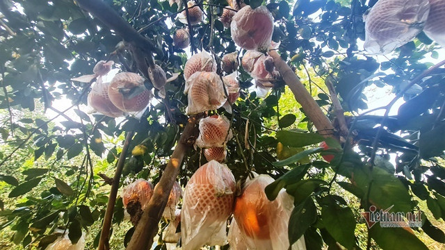 Tranh nhau đặt cọc bưởi đỏ "tiến Vua" chuẩn bị Tết Nguyên đán - Hình 3 Tranh nhau dat coc buoi do