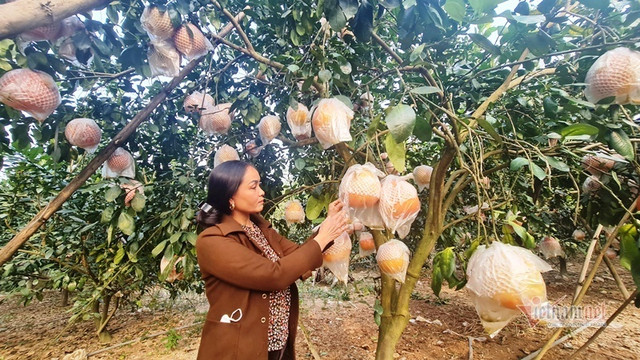 Tranh nhau đặt cọc bưởi đỏ "tiến Vua" chuẩn bị Tết Nguyên đán - Hình 5 Tranh nhau dat coc buoi do