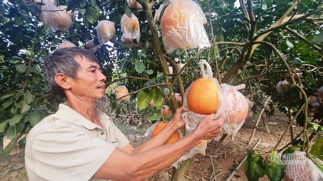 Tranh nhau đặt cọc bưởi đỏ "tiến Vua" chuẩn bị Tết Nguyên đán Tranh nhau dat coc buoi do