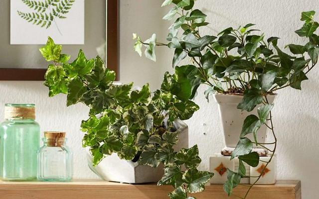 7 loại cây nghèo mấy cũng phải trồng: Vừa tốt phong thủy lại ngừa bệnh tật 7 loai cay ngheo may cung phai trong: Vua tot phong thuy lai ngua benh tat