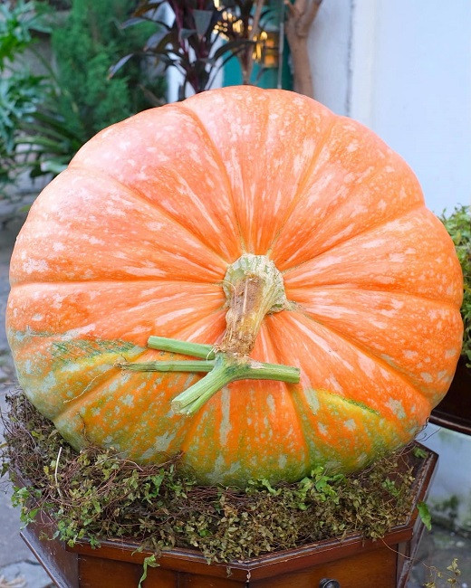 Bí ngô khổng lồ có giá vài triệu đồng/quả, cửa hàng lấy không kịp bán - Hình 4 Bi ngo khong lo co gia vai trieu dong/qua, cua hang lay khong kip ban-Hinh-4