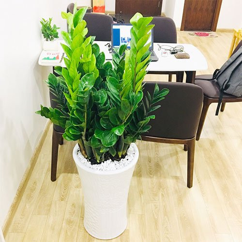 6 loại cây hợp vía Thần Tài, trồng trong nhà tài lộc vào như nước - Hình 2 6 loai cay hop via Than Tai, trong trong nha tai loc vao nhu nuoc-Hinh-2