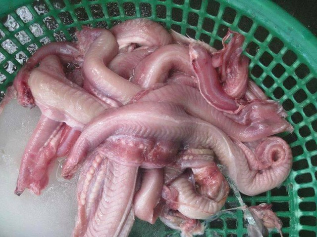 Loài cá đặc sản ở Việt Nam xưa giá rẻ bèo nay lên tới 400.000 đồng/kg - Hình 2 Loai ca dac san o Viet Nam xua gia re beo nay len toi 400.000 dong/kg-Hinh-2